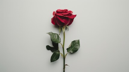Obraz premium Elegant Rose on White Background Generative AI
