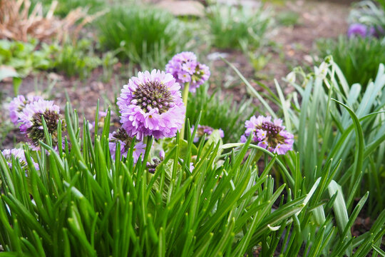 Allium nutans, Siberian chives or blue chives, is a species of onion native to European Russia, Kazakhstan, Mongolia, Tibet, Xinjiang. It grows in wet meadows and other damp locations. Pink flowers