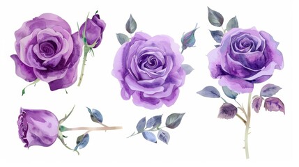 Beautiful Purple Rose Flower Arrangement on White Background Generative AI
