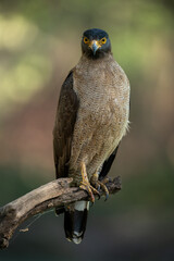 Professional portrait of a crested serpent eagle perched on a dry tree branch with a blurred green-orange background looking straight ahead on a summer afternoon at Pilibhit