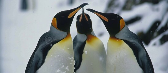 Portrait of penguins playing on the snow-covered sea - obrazy, fototapety, plakaty
