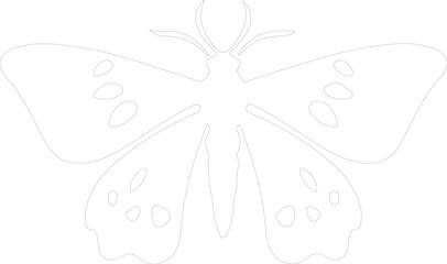 jumping bean moth outline