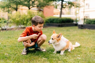 teenage boy plays with dandelion flowers with a corgi dog in the yard in summer © Fluffik