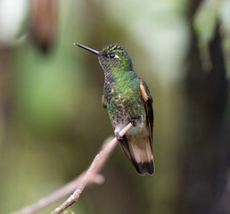 Mottled hummingbird on a branch with small bug in beak