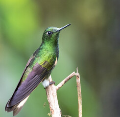 Brightly coloured hummingbird perched on a dead branch