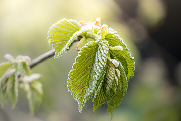 Wiosenne przymrozki na młodych, zielonych listkach. Zbliżenie na oszronione liście drzewa  - obrazy, fototapety, plakaty