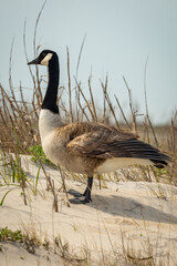 Canadian goose on the beach