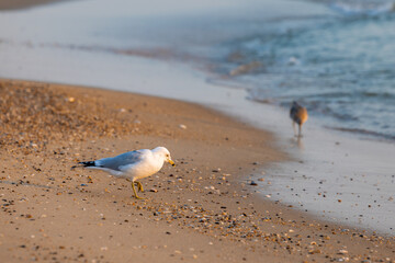 seagull on the beach Next to a sandpiper as the ocean waves roll in