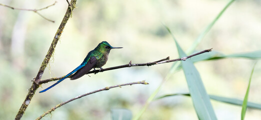 Profile of iridescent hummingbird framed by the trunk of a thin tree and the branch on which it is perched.