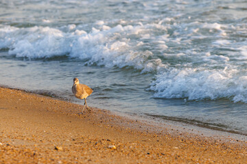 beach and sea sand piper seagul