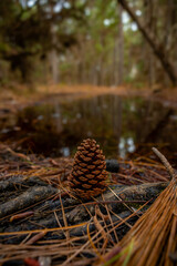 pine cone in the forest