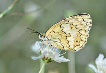 flowers and butterfly in natural life