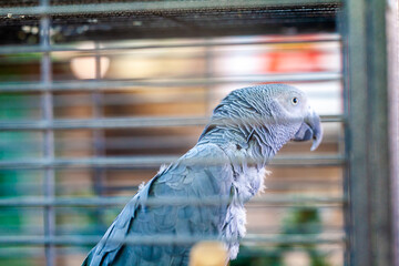 gray parrot portrait