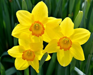 Daffodils Close up