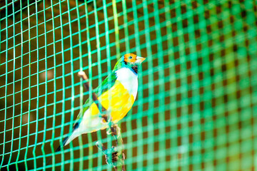 yellow and green parrot on a branch