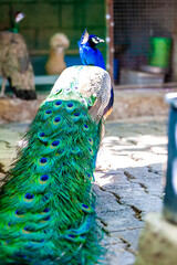 peacock on a fence