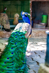 peacock in the zoo