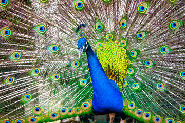peacock feather and feathers
