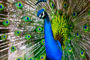 close up of peacock