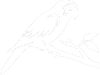 lorikeet outline