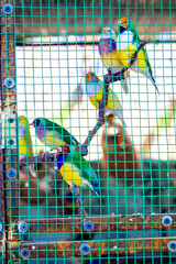 colorful birds in cage