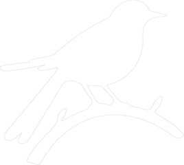 Fototapeta premium nightingale outline