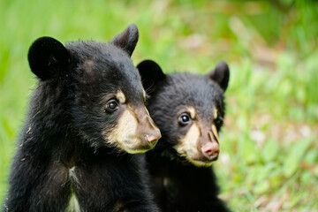 Fototapeta premium Two curious black bear cubs explore their verdant world