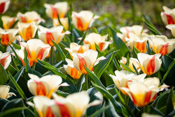 Beautiful bright colorful multicolored yellow, white, red, purple, pink blooming tulips on a large...