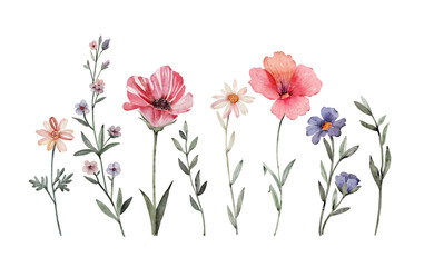 Watercolor flowers set. Hand painted illustration isolated on white background.