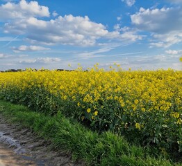 Agrarland. Rapsfeld. Krautige Pflanze. Gelbe Blüten. Duftblumen. Reich an Pollen. Bestäubung durch Honigbienen. Baumsilhouetten. Frühlingsszene. Üppiges Blätterdach. Grünes Gras. Ländliches Leben.