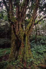 Hawaiian tropical rainforests