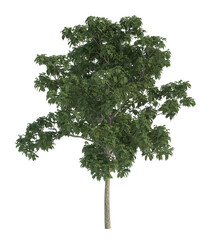Fototapeta premium Isolated single tree on a transparent background. Green Forest Tree