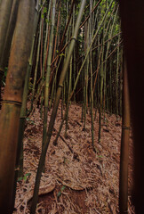 Hawaiian tropical rainforests