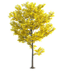 Isolated single tree on a transparent background. Yellow Tree