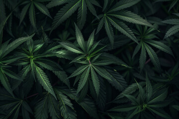 Cannabis plant close up, top view