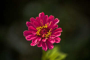 Fototapeta premium red dahlia flower