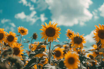 photo of a vast sunflower field with a blue sky above. Looking up at the sunflowers. Photo shot from within the sunflower field