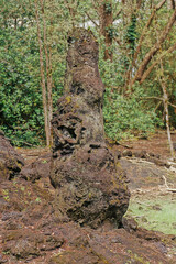 Lava Tree State Monument
