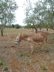 Spanish Horse Mule in Olive Grove