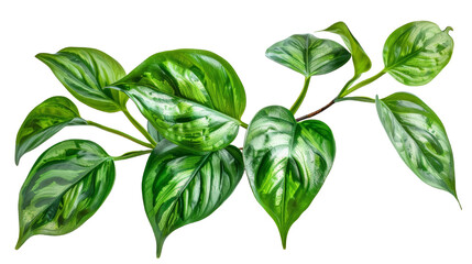 A leafy green plant with a long stem - Powered by Adobe