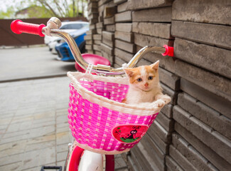 sweet kitten in the bicycle basket