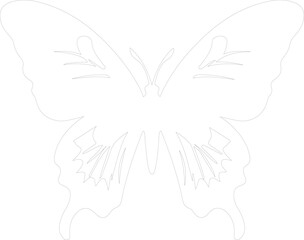 Obraz premium Queen Alexandras birdwing outline