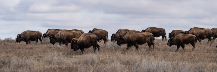 Panorama of a herd of American Bison grazing on the prairie of Theodore Roosevelt National Park in spring  - obrazy, fototapety, plakaty
