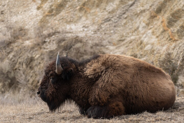 Adult American Bison Sitting on the Grass in Theodore Roosevelt National Park in Spring  - obrazy, fototapety, plakaty
