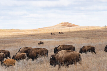 Herd of American Bison Grazing on the vast prairie of Theodore Roosevelt National Park in Spring 