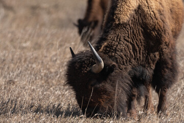 American Bison Grazing on the Prairies of Theodore Roosevelt National Park in Springtime