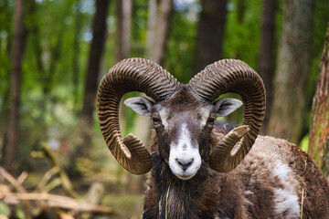 Mufflon- Portrait eines Bockes