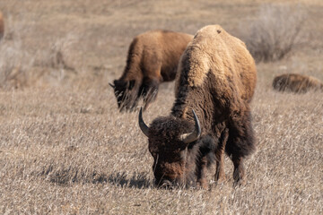 American Bison Grazing on the Prairies of Theodore Roosevelt National Park in Springtime