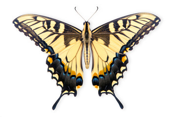 Beautiful Swallowtail butterfly isolated on a white background with clipping path