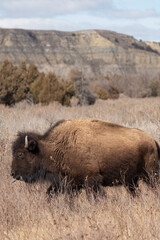 American Bison in the Badlands of Theodore Roosevelt National Park in Springtime 